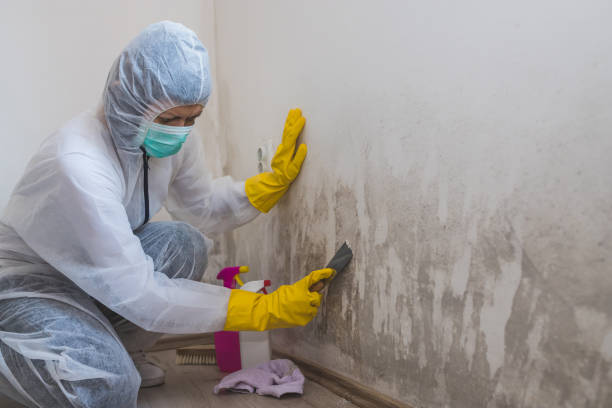 Best Localized Mold Remediation (e.g., coastal areas, humid climates) in New Albany, MS