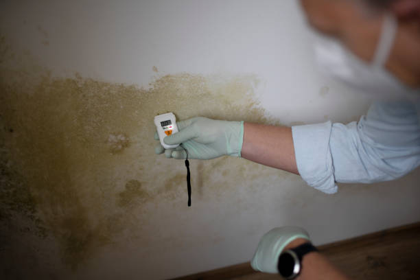 Professional Mold Remediation in New Albany, MS