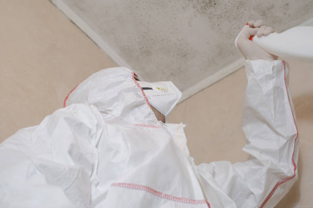 Best Mold Remediation for Specific Building Types in New Albany, MS