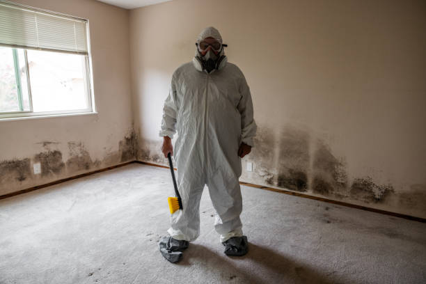Best Commercial Mold Remediation in New Albany, MS