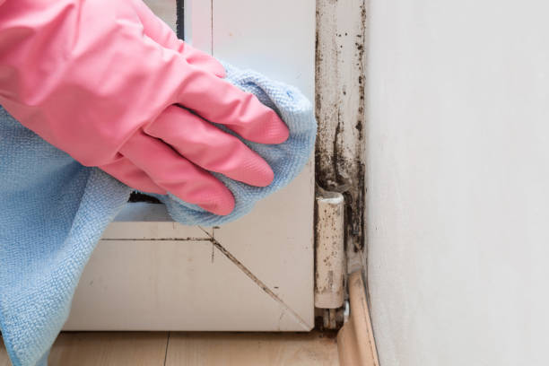 Best Mold Remediation for Specific Building Types in New Albany, MS